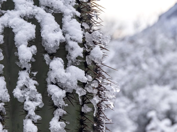 Liz Kemp - Icy Saguaro, Desert Museum, AZ, 2023