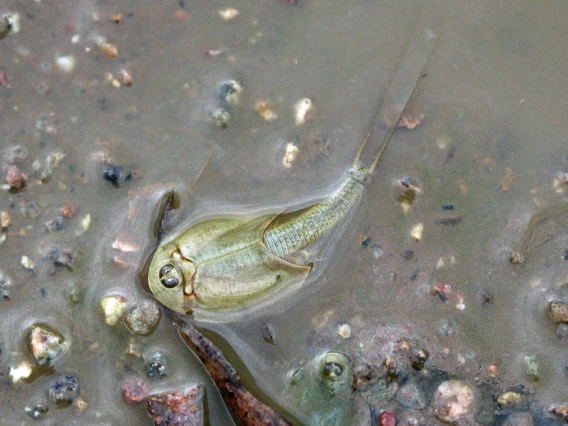 John Vanveld Huizen - Longtail Tadpole shrimp, Green Valley, AZ, 2023