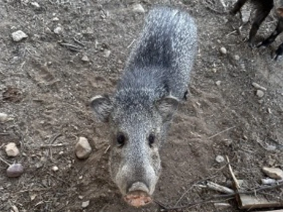 javelina