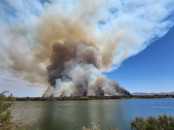 Bert Bell - Wild Fire, 2024 Ehrenburg, AZ