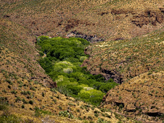 Thomas Roche - Water brings green vegetation to the desert 2024 Safford, AZ