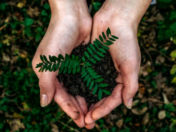 Cupped hands holding plant in dirt