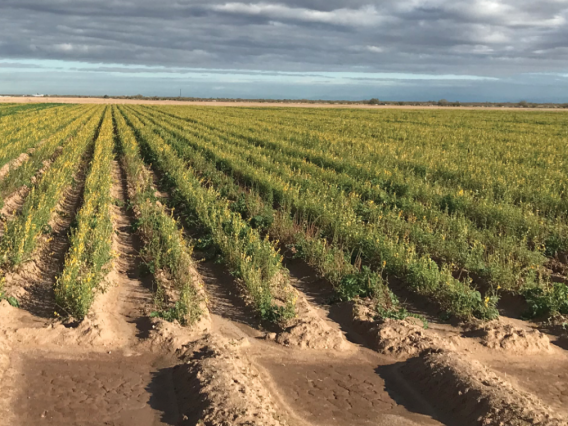 Image of planted field