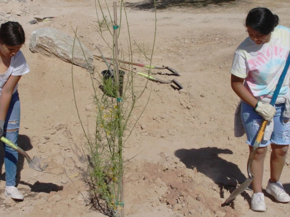 APW tree planting