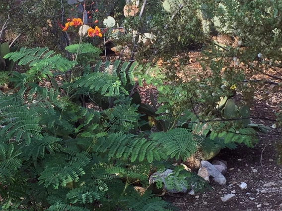 photo of bird of paradise bush