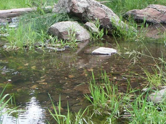 groundwater fed pool