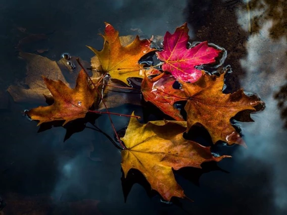 Fall leaves on water