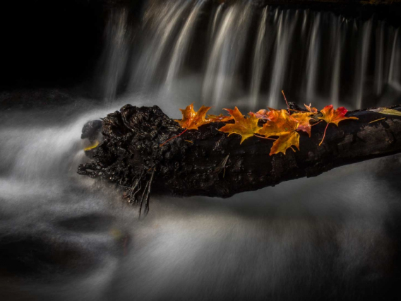 photo of stream with leaves