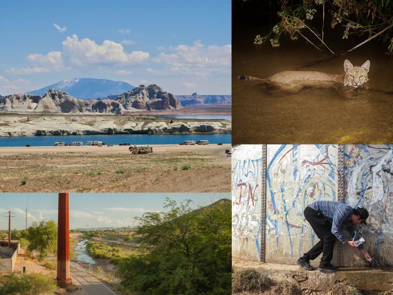 four images: top left: mountains and body of water, top right: large cat swimming, bottom left: houses near a stream, bottom right: a man picking something up