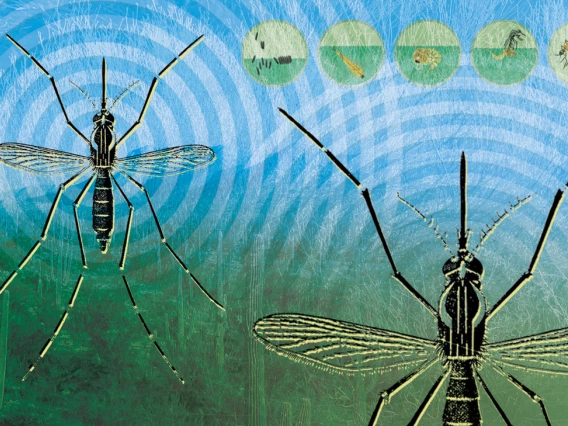 A graphic depicting two mosquitos