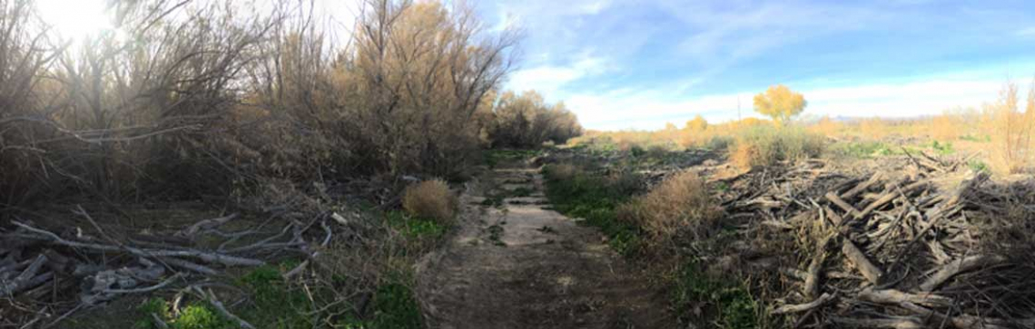 sample of an un cleared and cleared salt cedar stands.Un-cleared (left) and cleared (right) salt cedar stands. Native tree and grass species are planted to revegetate cleared sites. Work conducted by the Gila Watershed Partnership. 