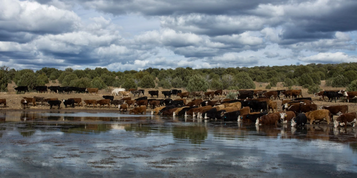 David Schafer - Gathered Clouds and Cows, Rimrock