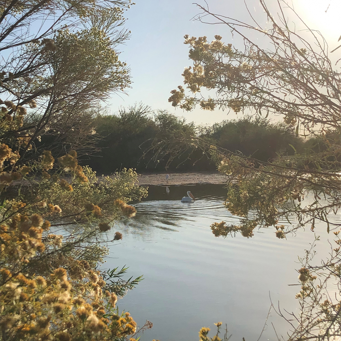 Jenell Biggs - Pelican at Riparian Preserve 2019 Arizona