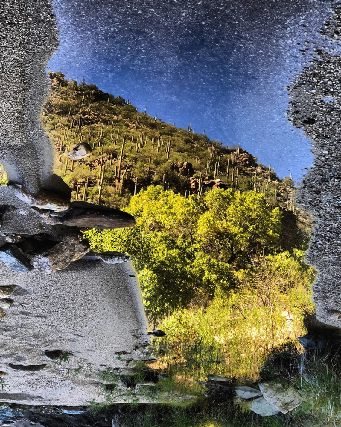 Talia Chorover - Reflection in Standing Water Adjacent to Sabino Creek