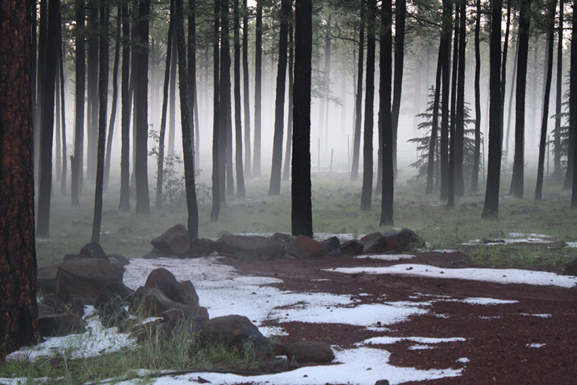 Annette Coffey - Primeval Scene in AZ 2013 Pinetop