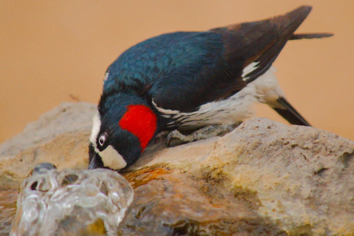 Doyle Wilson - Acorn Woodpecker - Ash Canyon