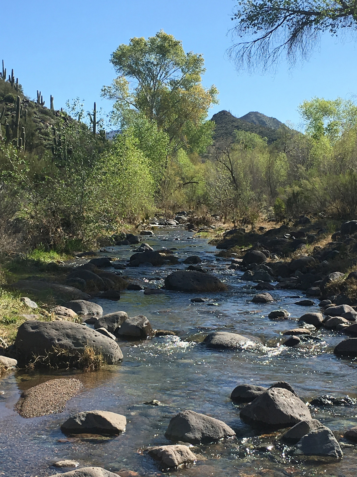 Tom Galeziewski - Desert Oasis 2019 Cave Creek