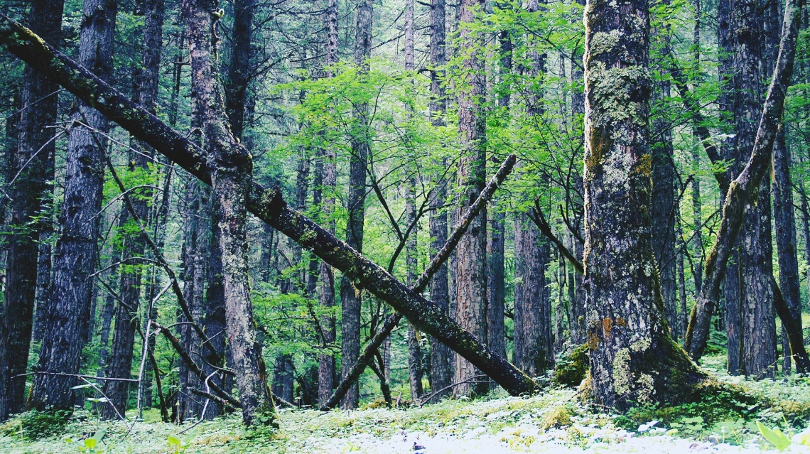 Jiang Wenkai - forest tibet