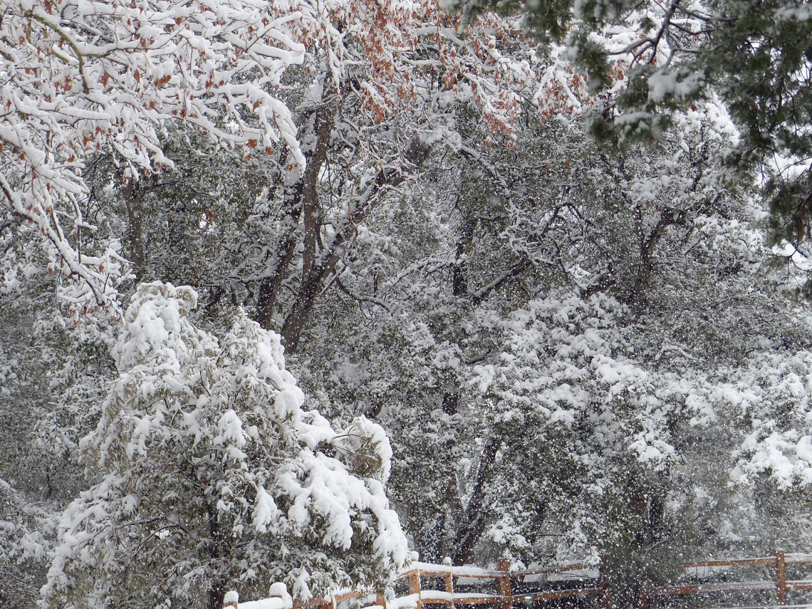 Betsy Kunzer - Winter snowstorm in Ramsey Canyon 2019 Hereford