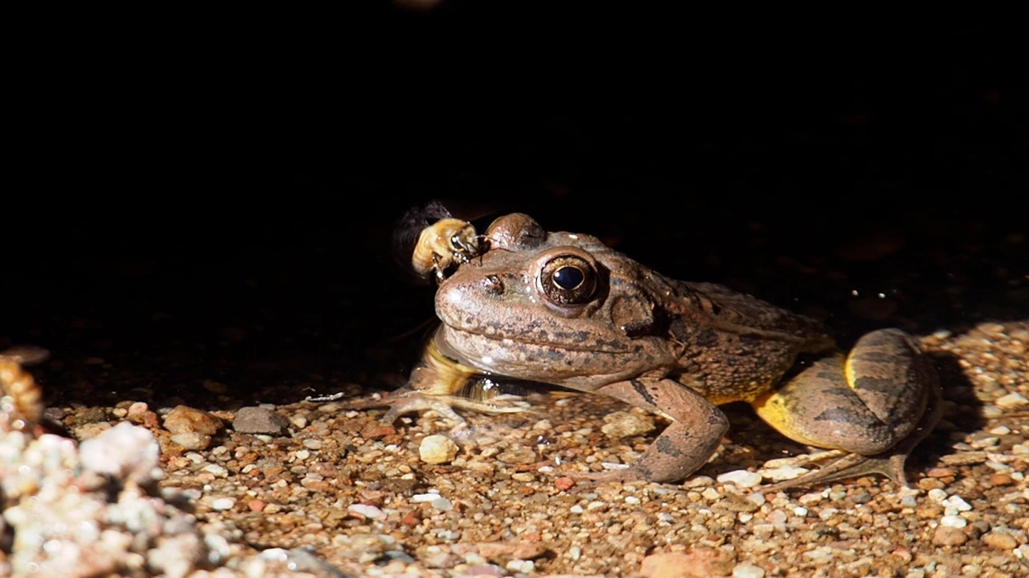 Colleen Miniuk - Cienega Creek frog 2020