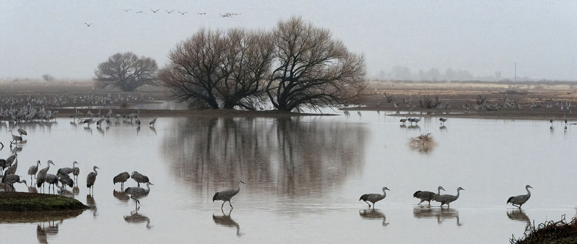 Malcolm Patten - Whitewater Draw Cranes 2018 McNeal