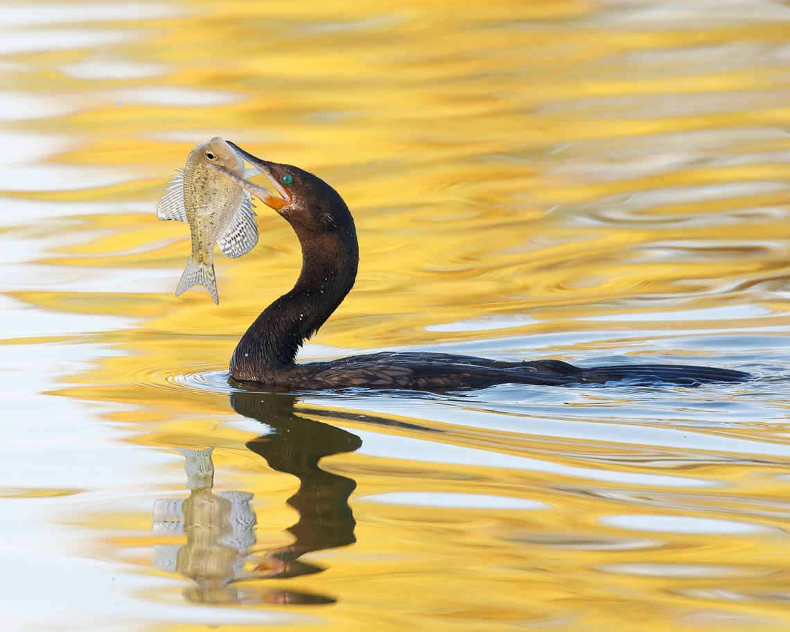 David Quanrud - Catch of the Day 2010 Silverbell Lake Tucson AZ