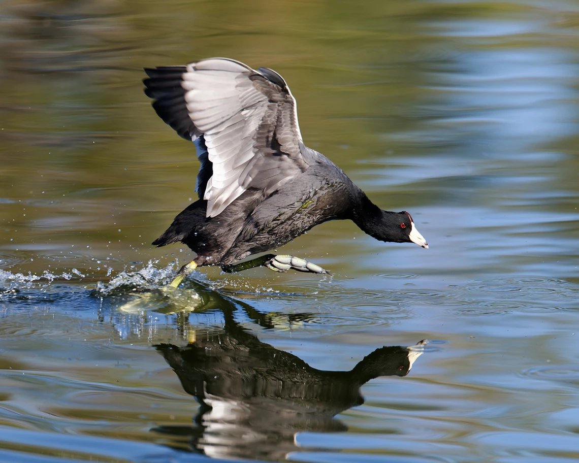 David Quanrud - Sprinting American Coot 2011 Sweetwater Wetlands Tucson AZ