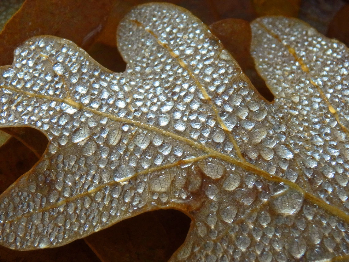 William Radke - Gambel's oak dewdrops - Huachuca Mountains Arizona