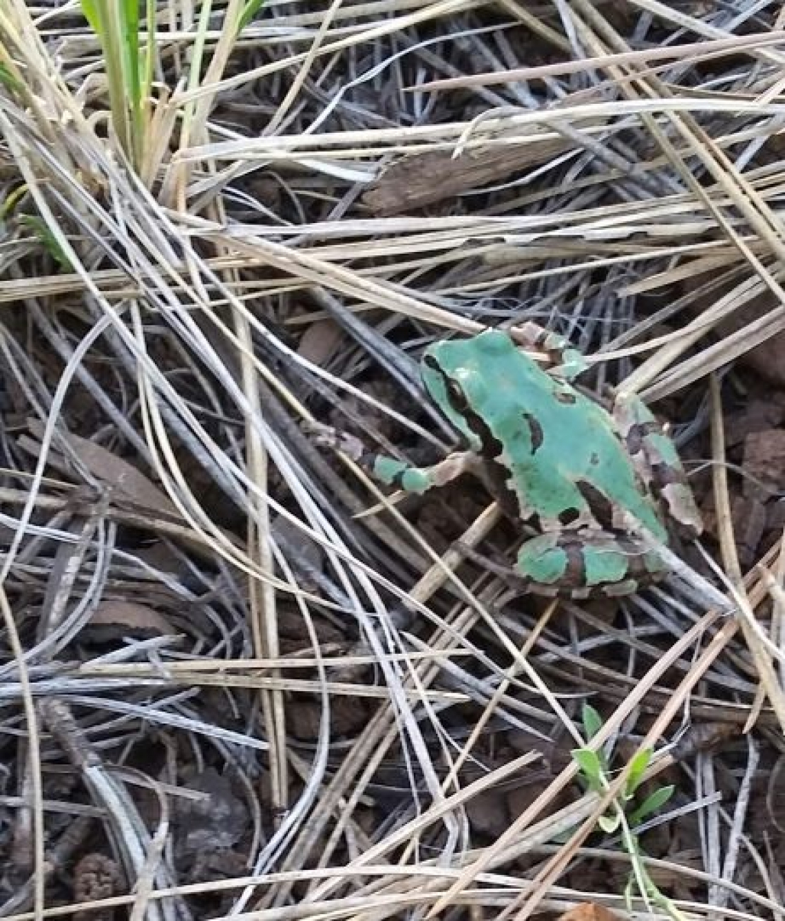 Brad Rutledge - AZ-Tree Frog 2020 Pinetop