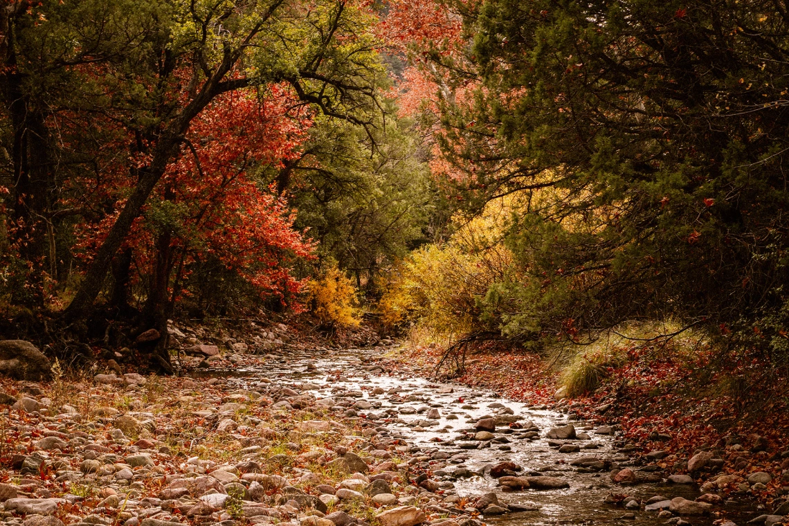 Sandy Shiloh - Cave Creek Canyon 2018 Portal