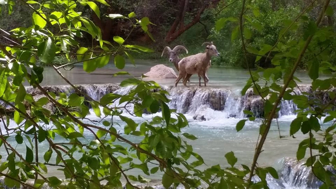 David Smith - bighorns 2017 Havasu Creek