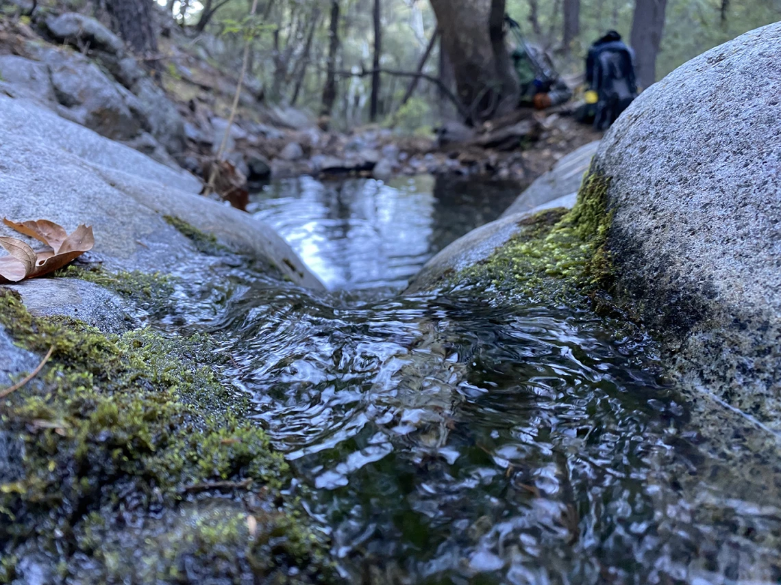 Richard Thaxton - Downstream 2021 Madera Canyon