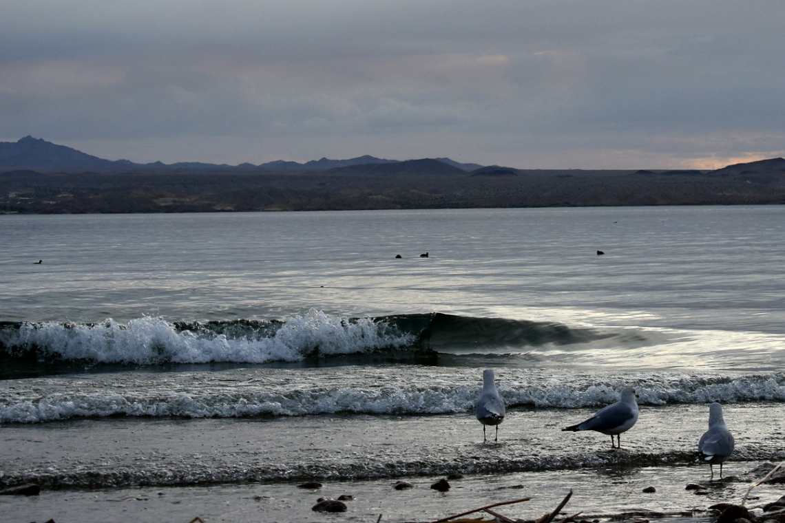 Thomas Unger - Seagulls on the beach 2018 Lake Havasu City Az