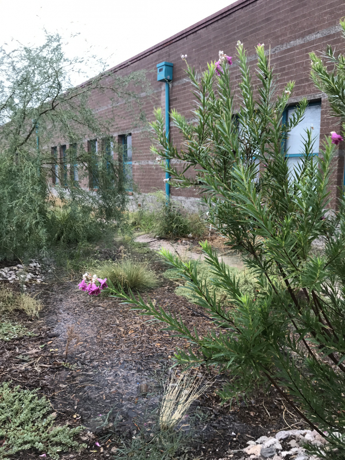 Eric Flewelling - Drachman rain garden - Tucson 2019