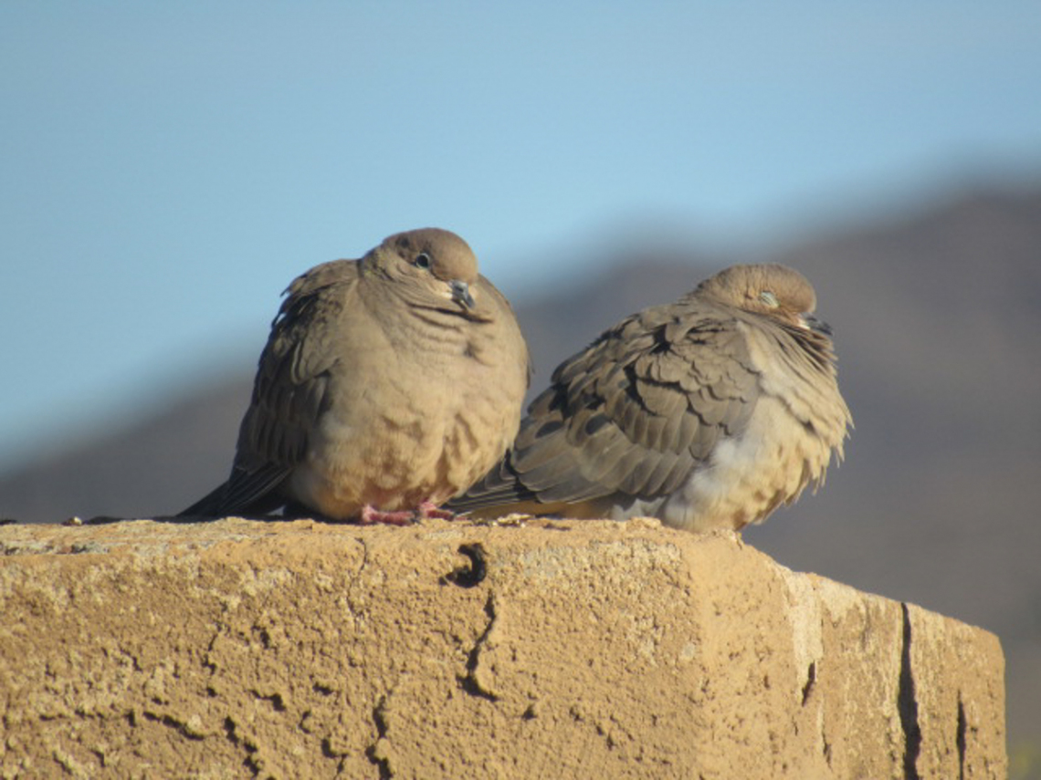Annah Nyburg - Mourning Doves in the morning - Carefree 2019