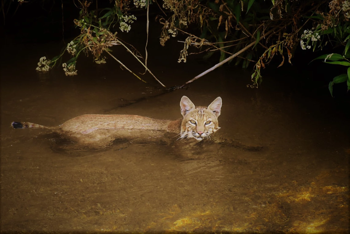 Jerry Webster - Bobcat in Santa Cruz -2019