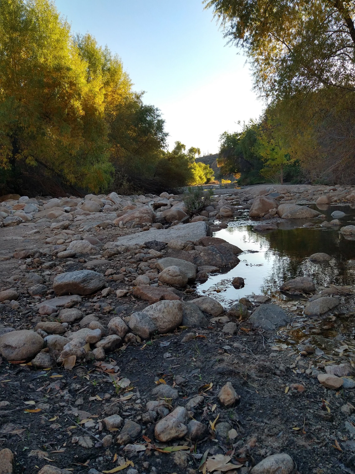 Nicole Salazar photo of Sabino Canyon during the fall season