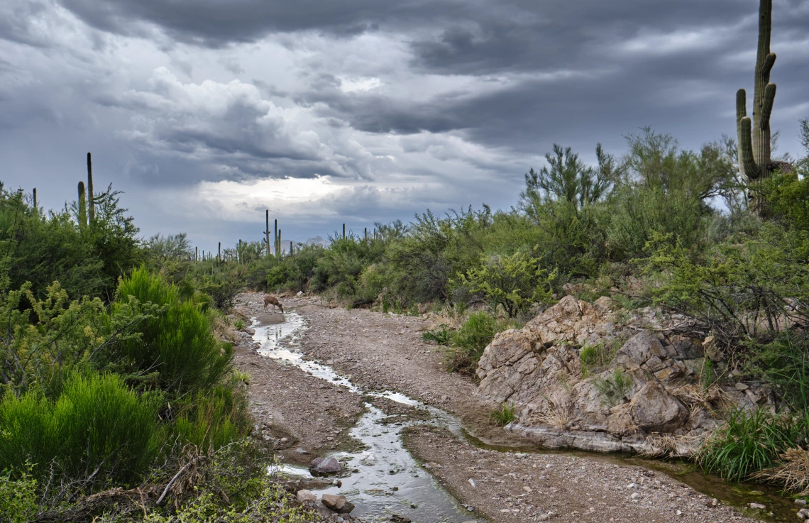 Robert Baker photo showing a deer drinking out of a stream after a monsoon has finsihed