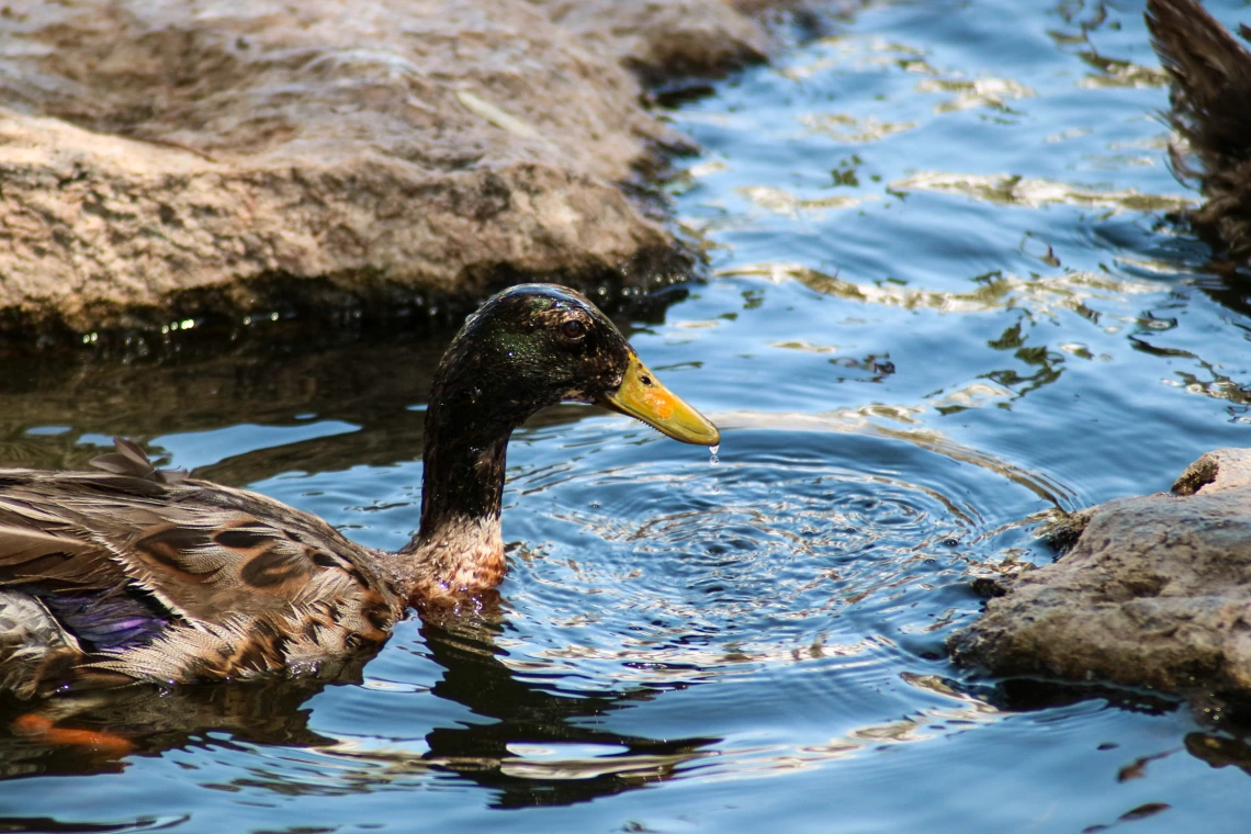 Sasha Gil photo of a duck in water