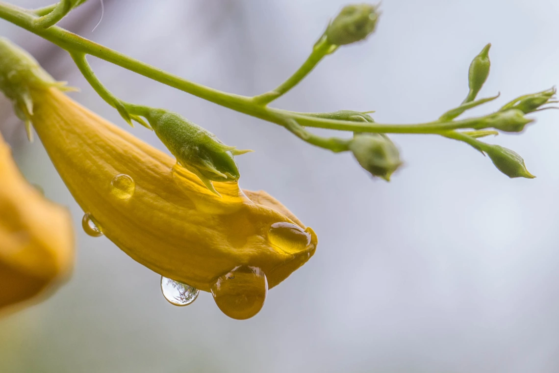 Liz Kemp photo of water dropet on a yellow flower