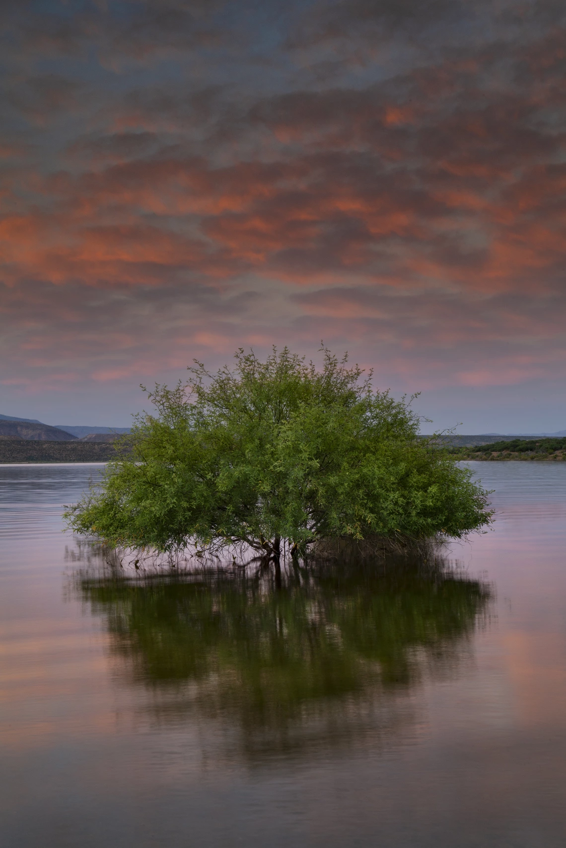 Dave Wilson photo showing a tree in roosevelt lake arizona