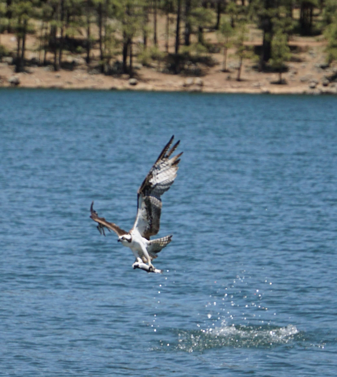 Amy Fee - Osprey with Food, White Mountains, AZ