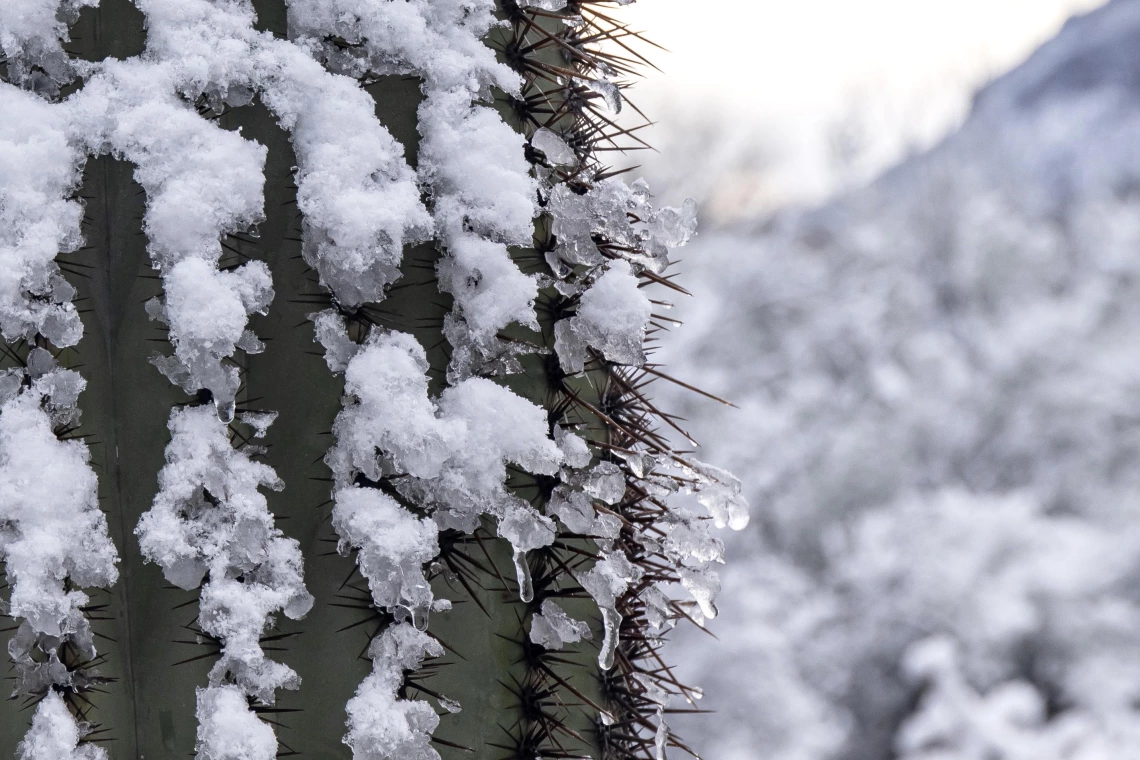 Liz Kemp - Icy Saguaro, Desert Museum, AZ, 2023