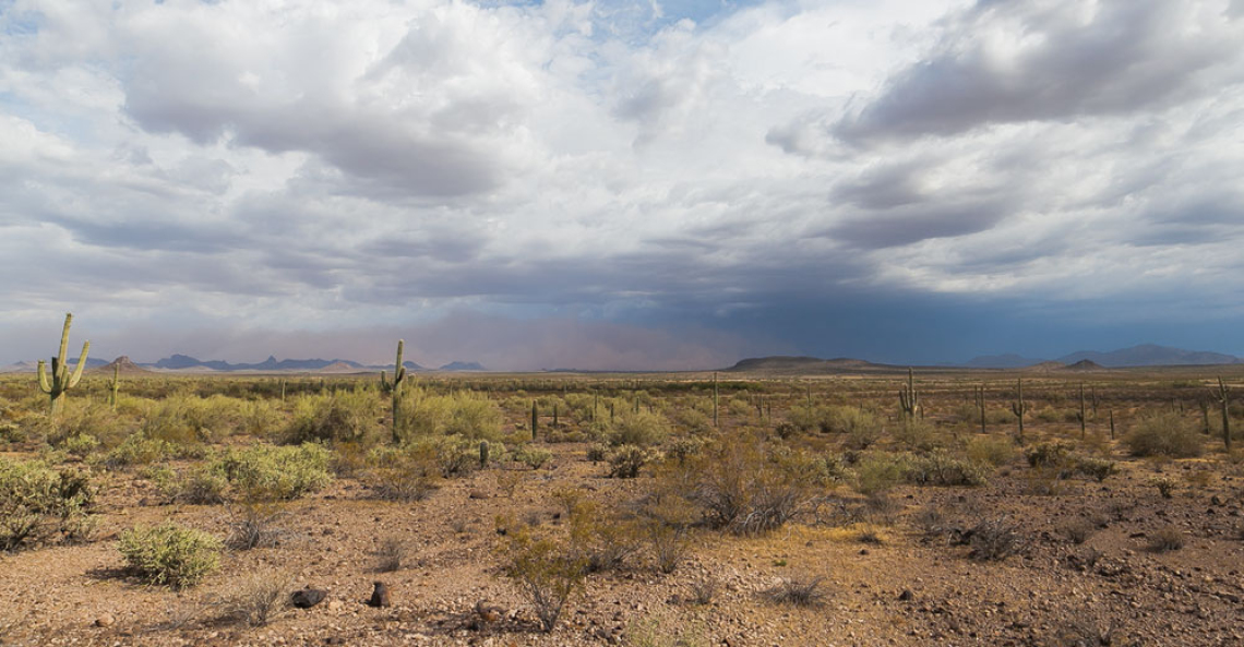 Sonoran desert landscape