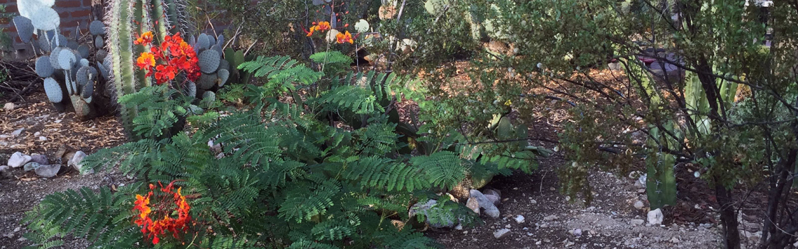 photo of bird of paradise bush