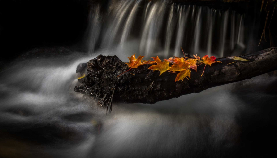 photo of stream with leaves