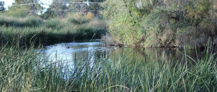 photo of wetlands