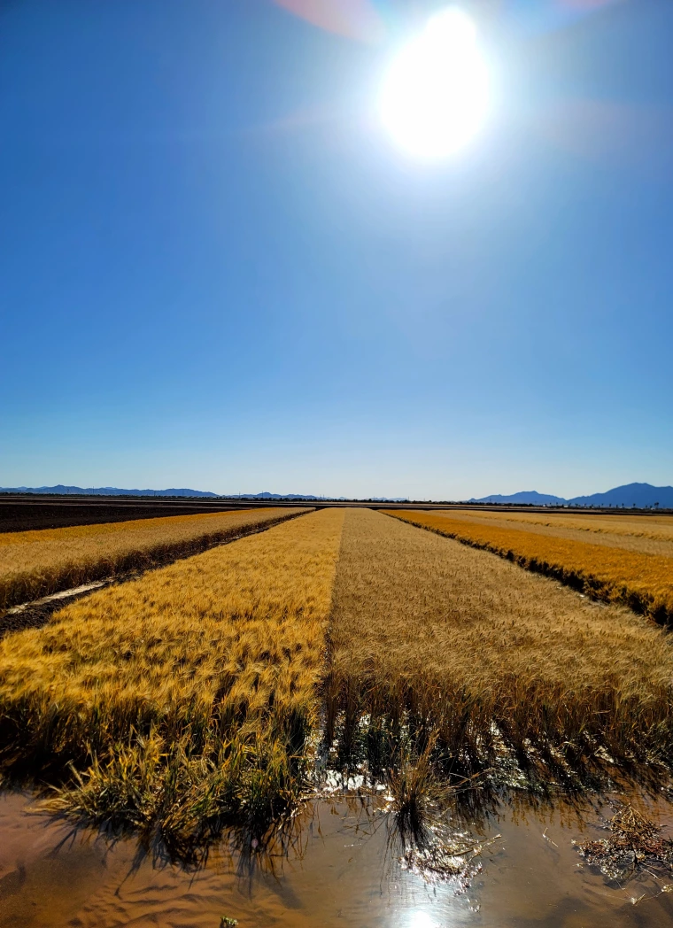 Debankur Sanyal - Water feeds us all 2023 Maricopa