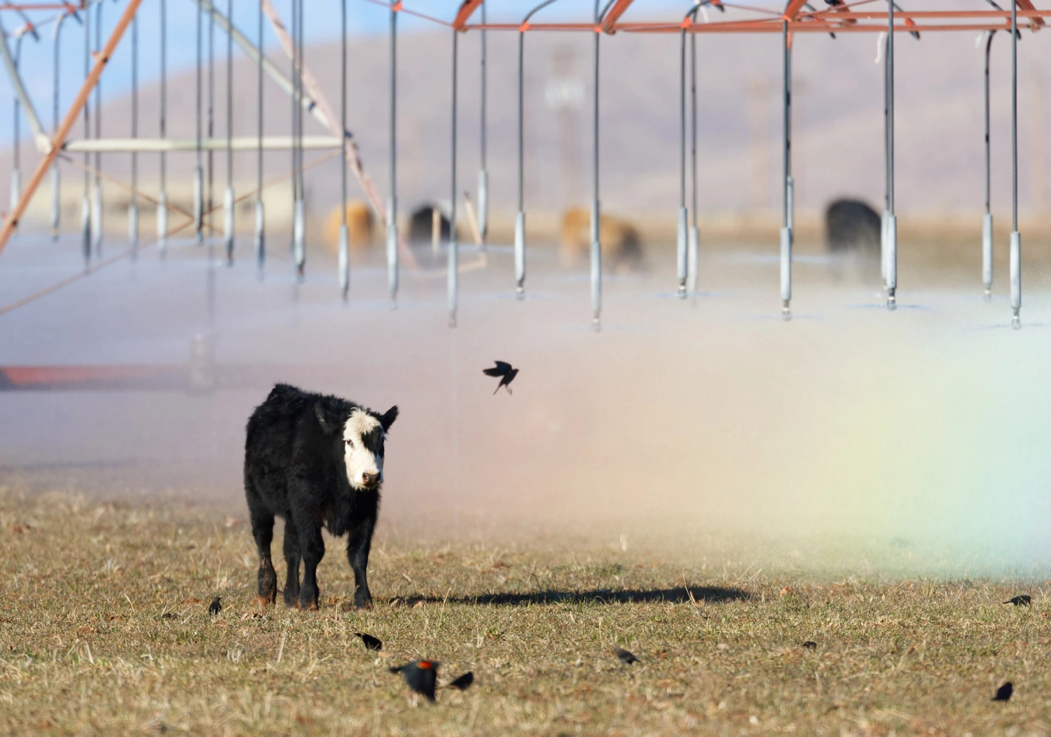 David Quanrud - Chasing a Rainbow, Sulphur Springs Valley, AZ, 2010