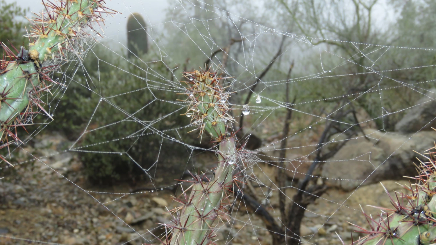 Emma Peterson - Drops of Life, 2019